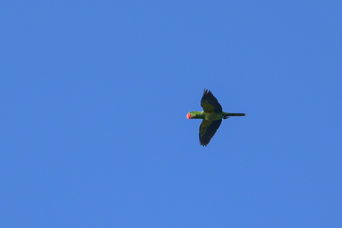 Great-billed Parrot - ML617364529