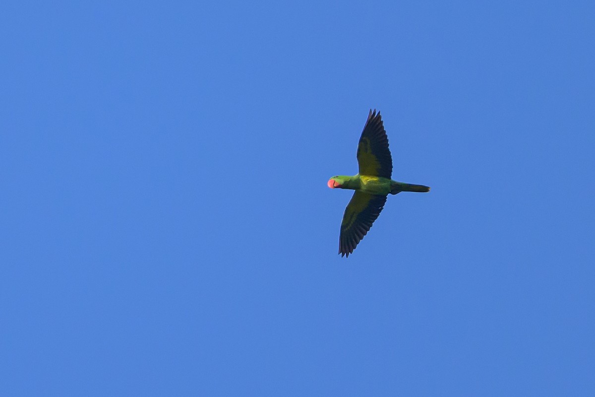 Great-billed Parrot - ML617364532
