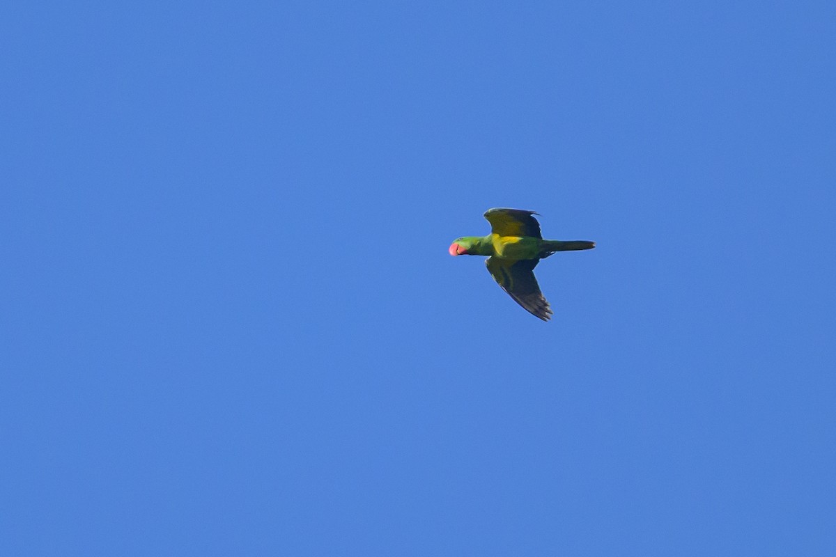 Great-billed Parrot - ML617364534