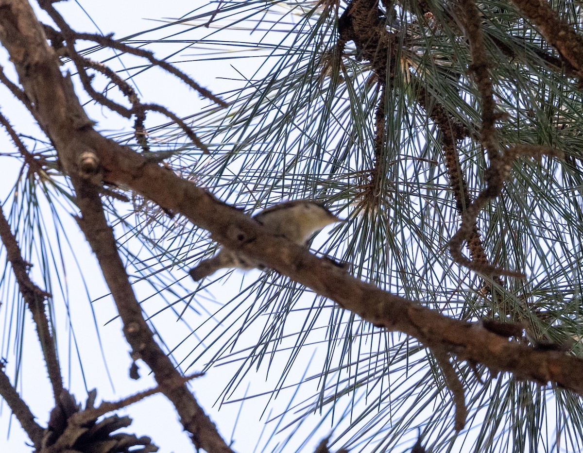 Brown-headed Nuthatch - ML617364557