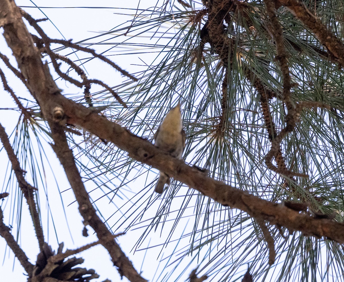 Brown-headed Nuthatch - ML617364558