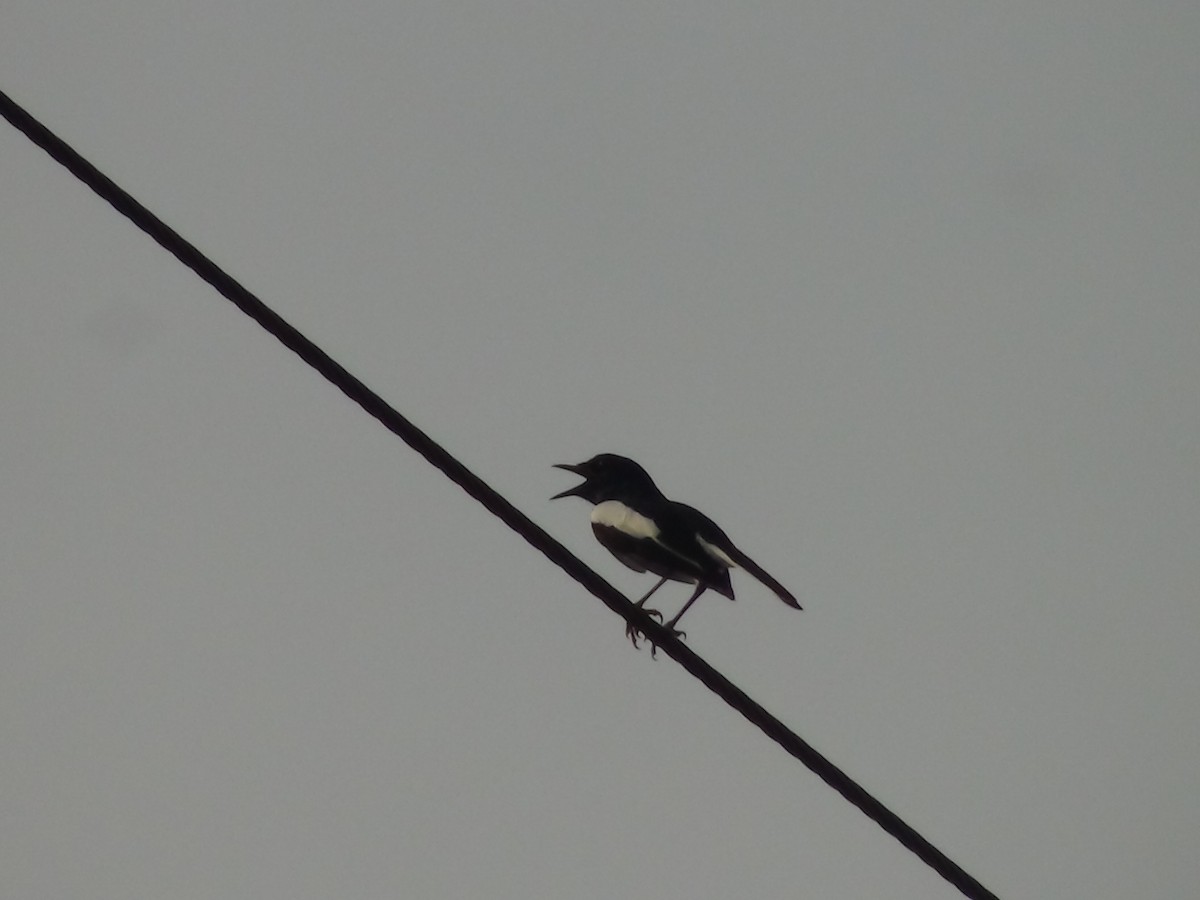 wagtail sp. - ML617364564