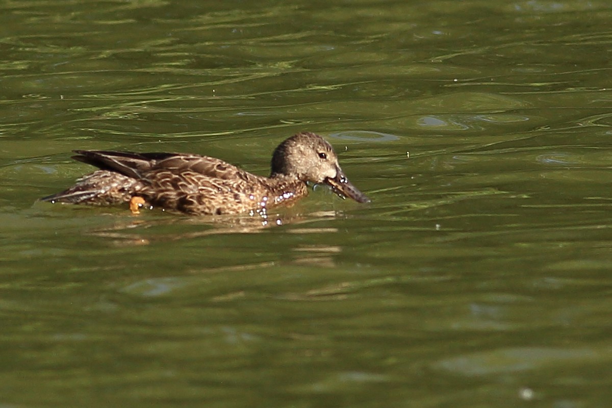 Blue-winged Teal - ML617364569