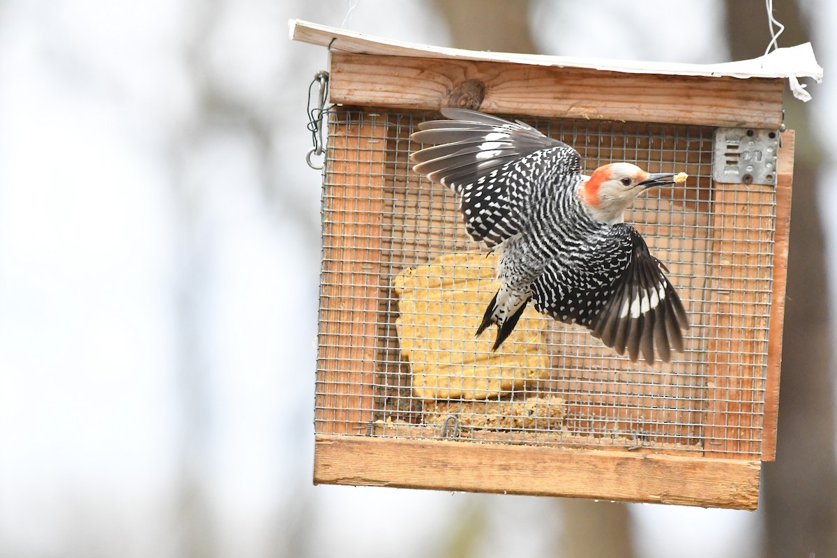 Red-bellied Woodpecker - ML617364642