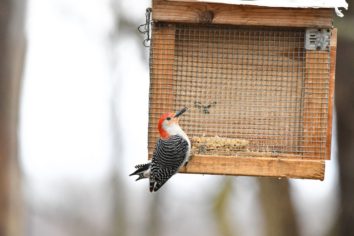 Red-bellied Woodpecker - ML617364652