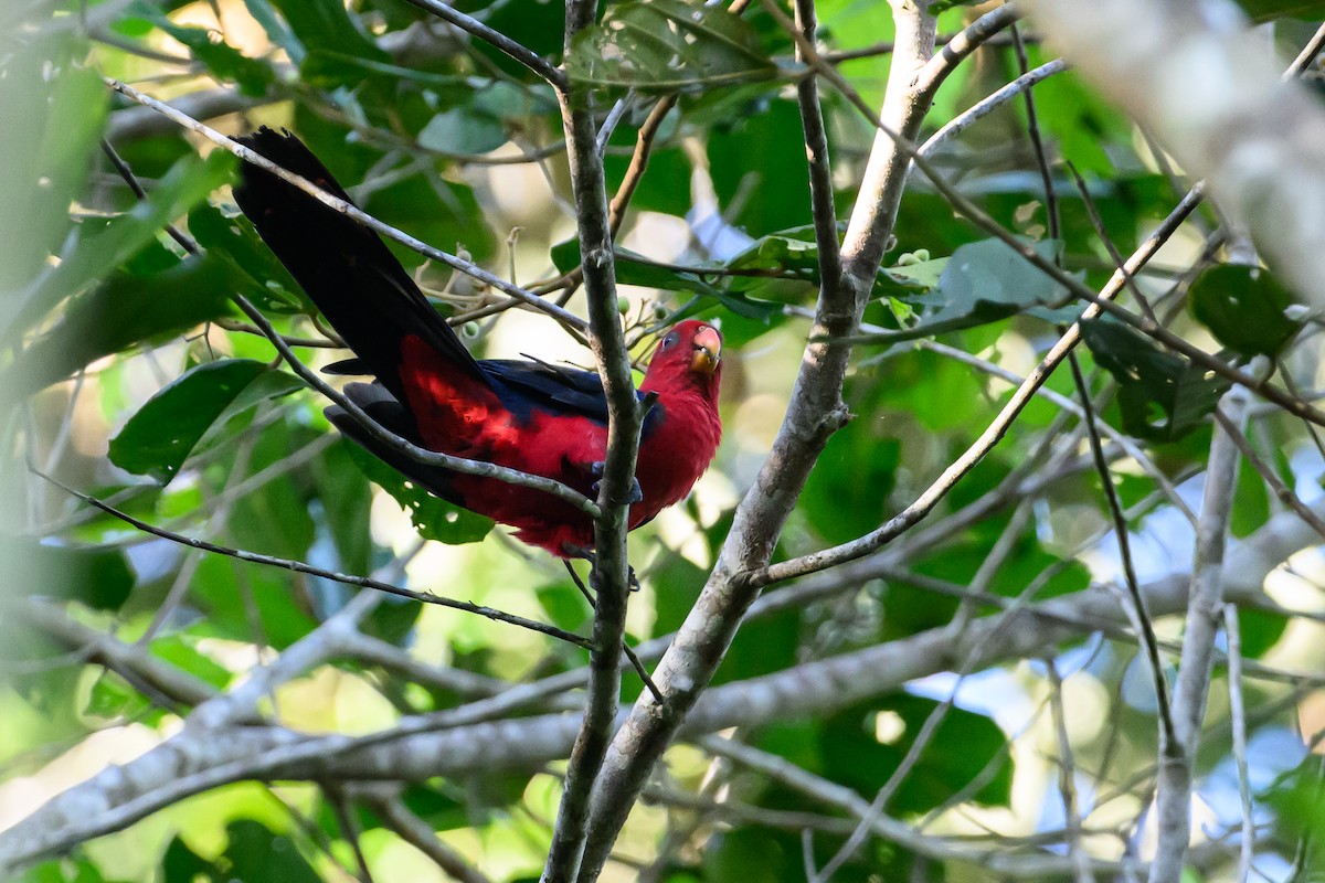 Maluku Kral Papağanı - ML617364661