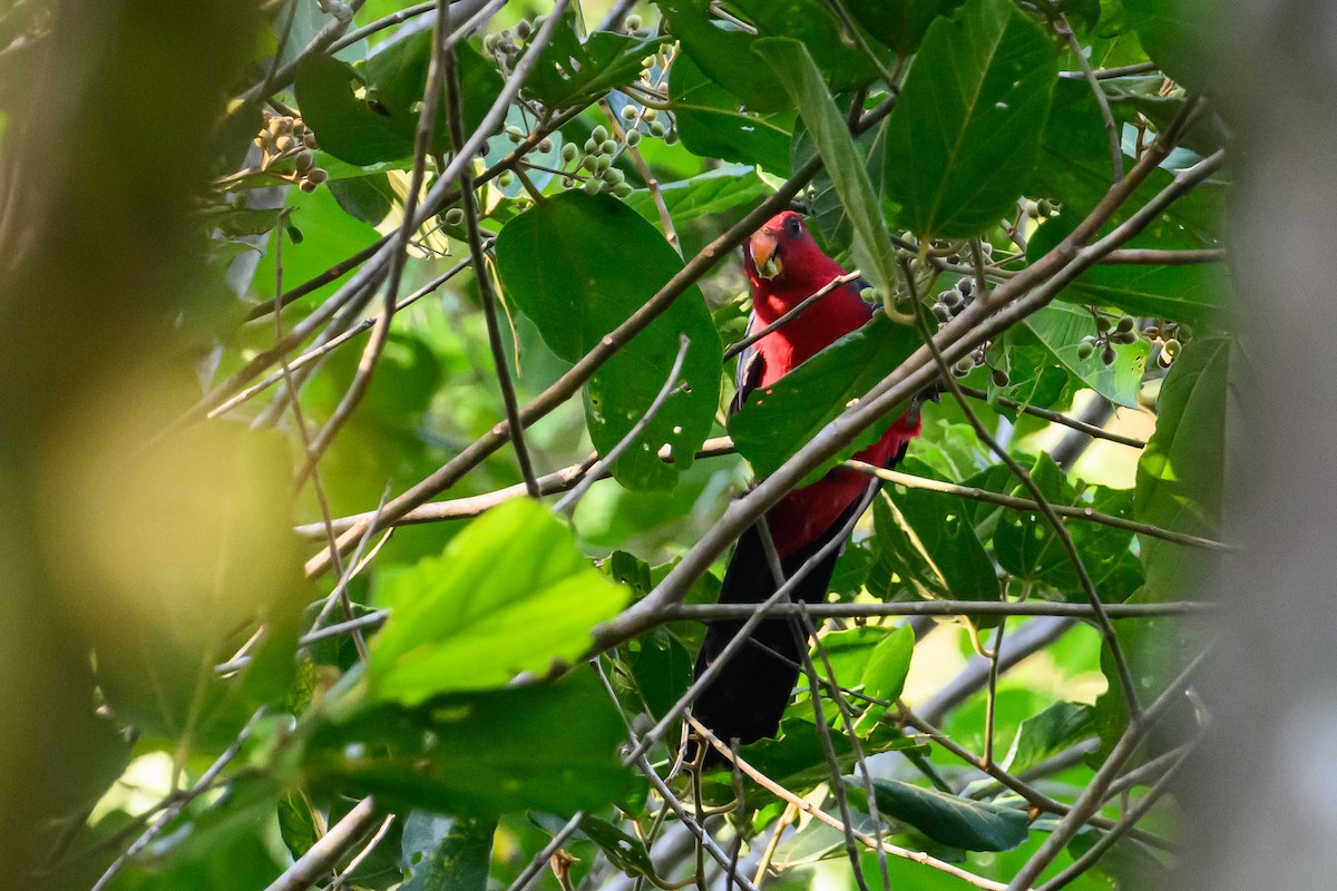 Maluku Kral Papağanı - ML617364665