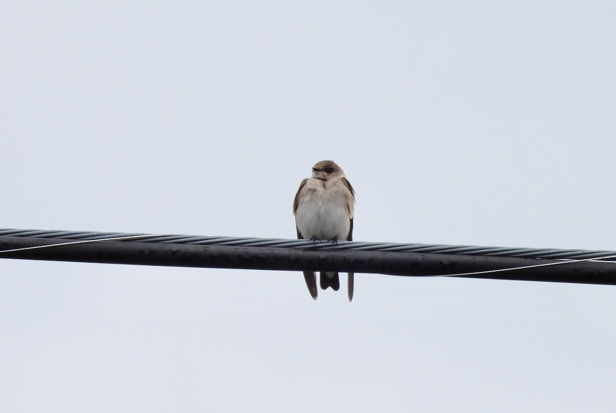 Northern Rough-winged Swallow - Barb Stone