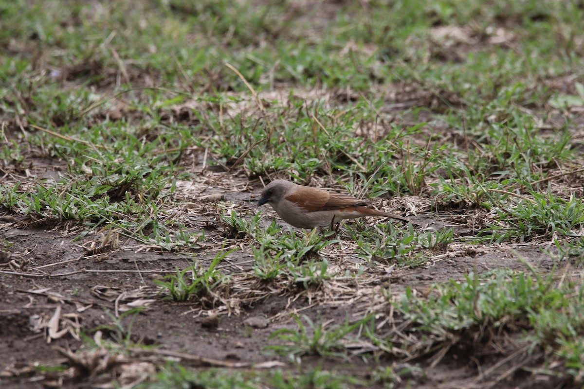 Northern Gray-headed Sparrow - ML617364954