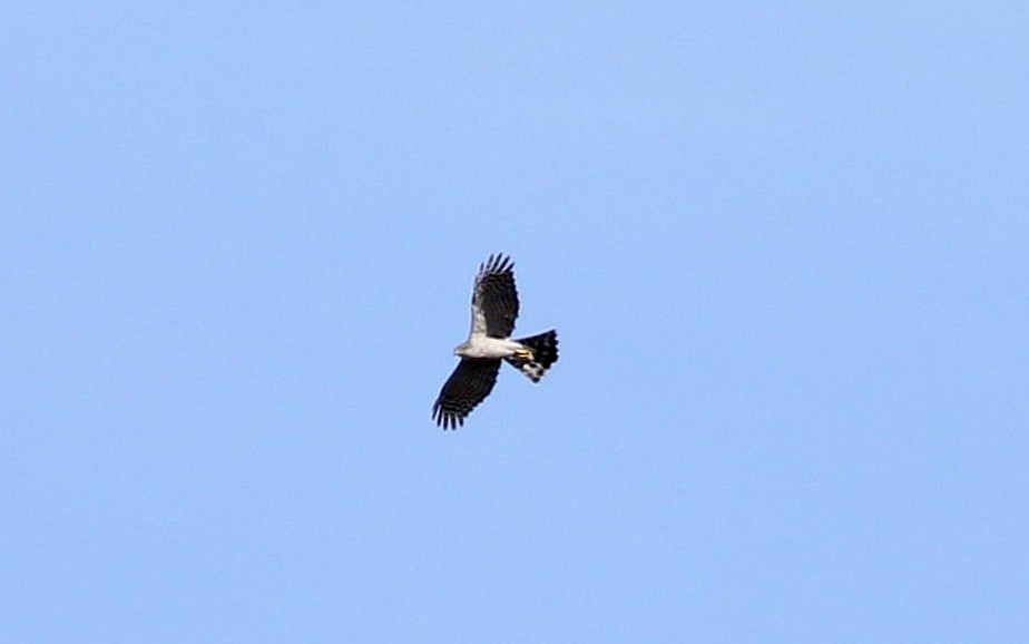 Eurasian Sparrowhawk - ML617364971