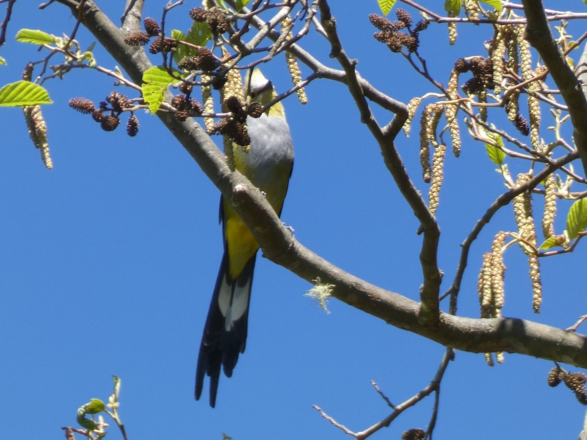 Long-tailed Silky-flycatcher - Andrea Duran