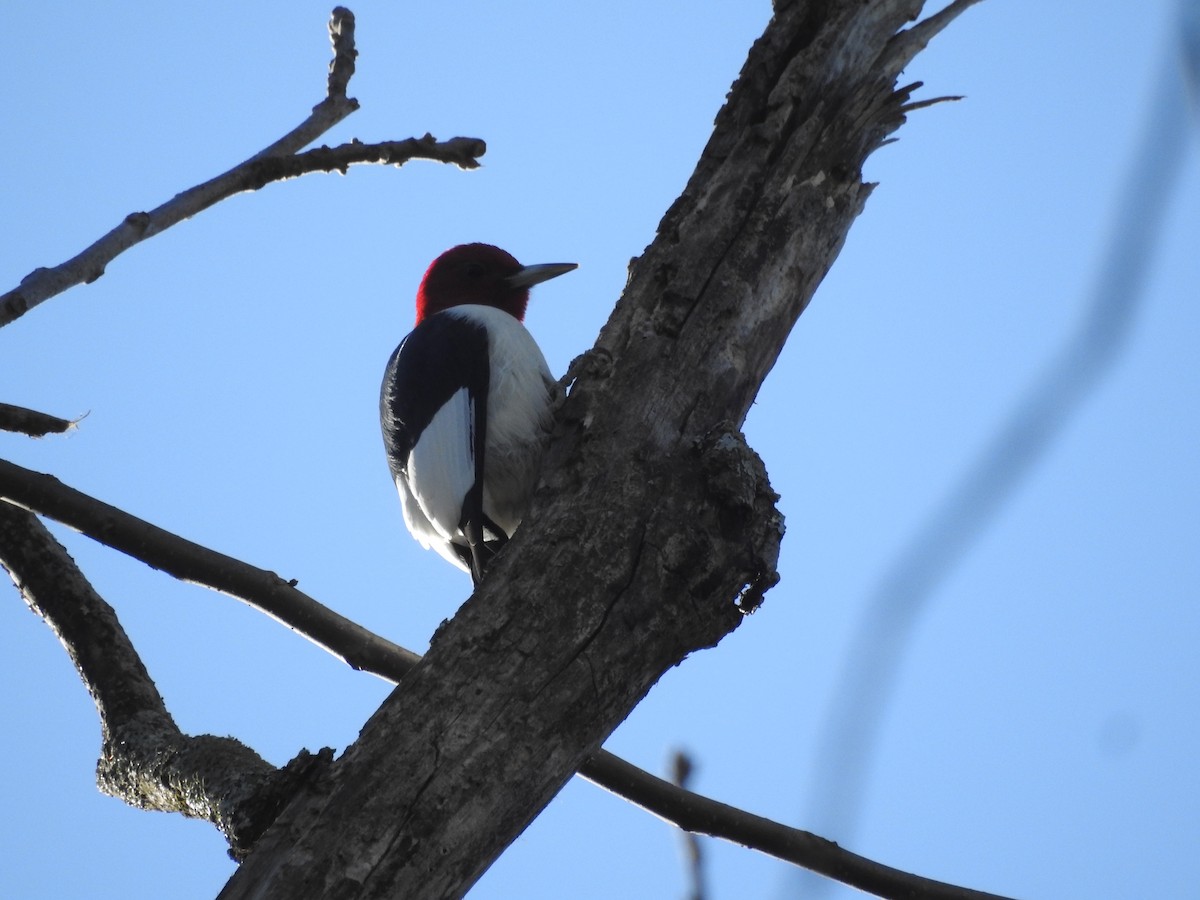 Red-headed Woodpecker - ML617364982