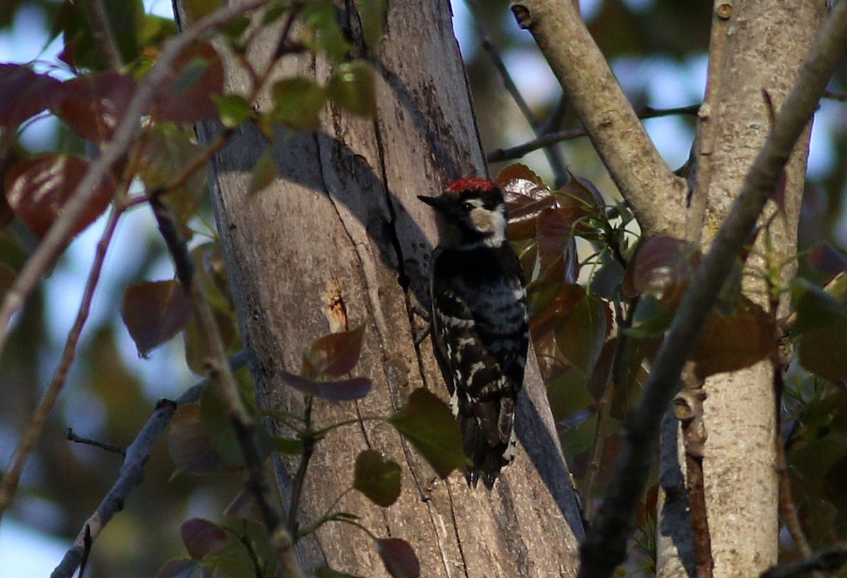 Lesser Spotted Woodpecker - ML617364989