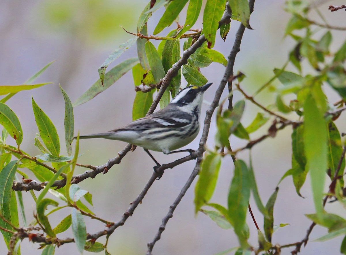 Black-throated Gray Warbler - ML617365041