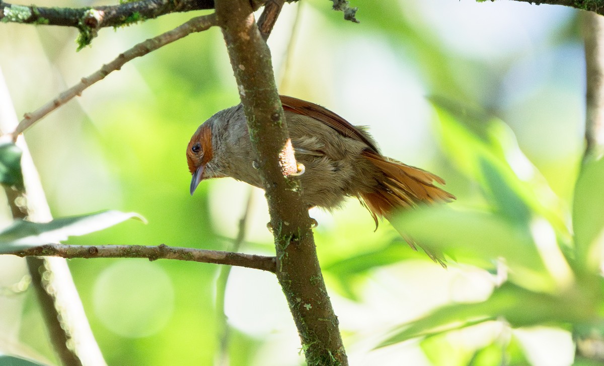 Red-faced Spinetail - ML617365083