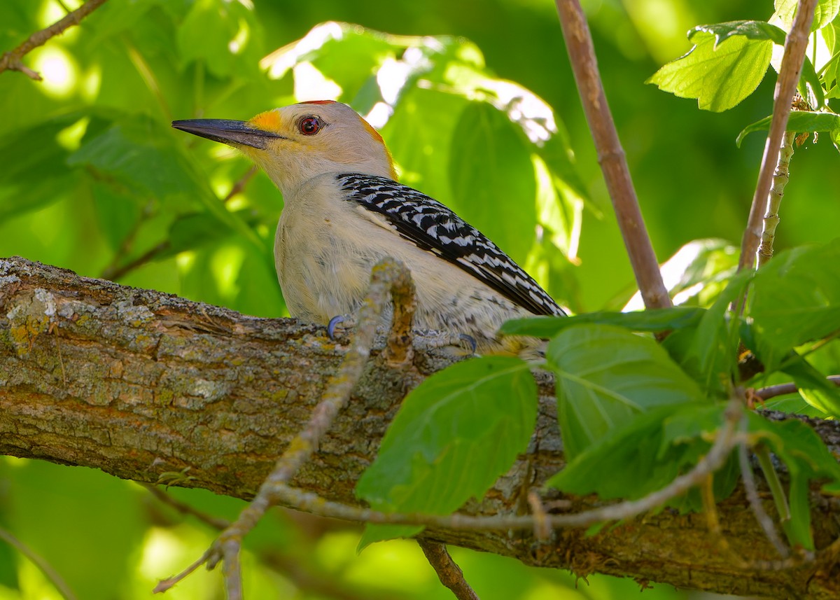 Golden-fronted Woodpecker (Northern) - ML617365135