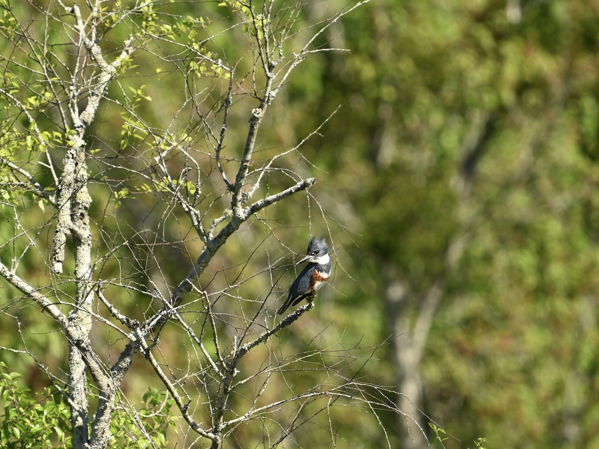 Belted Kingfisher - William Woody