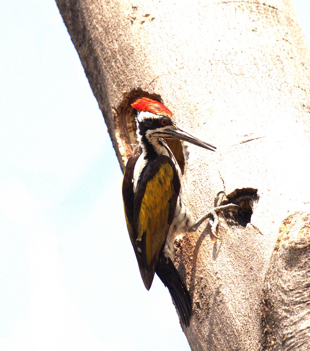 White-naped Woodpecker - ML617365409