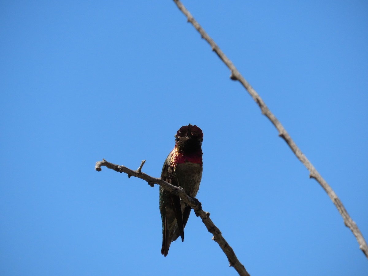 Anna's Hummingbird - ML617365550