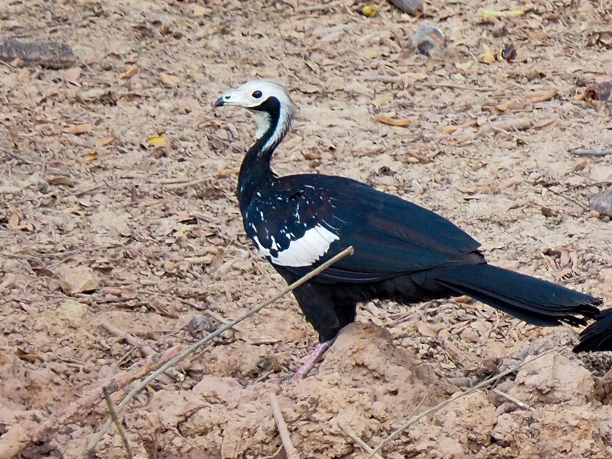 White-throated Piping-Guan - Anonymous