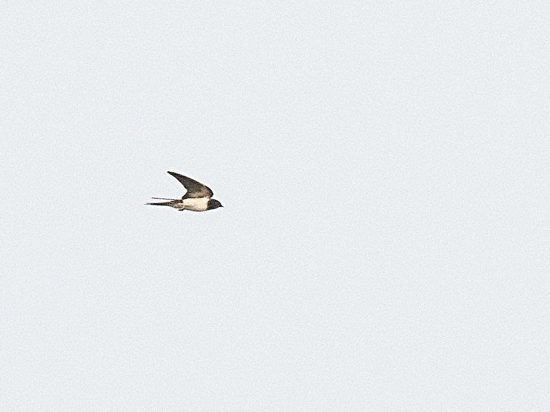 Barn Swallow - ML617365660