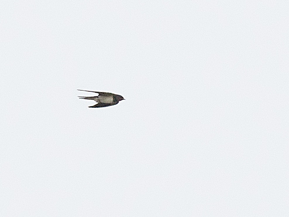Barn Swallow - Craig Rasmussen
