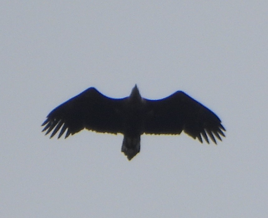 White-tailed Eagle - ML617365678