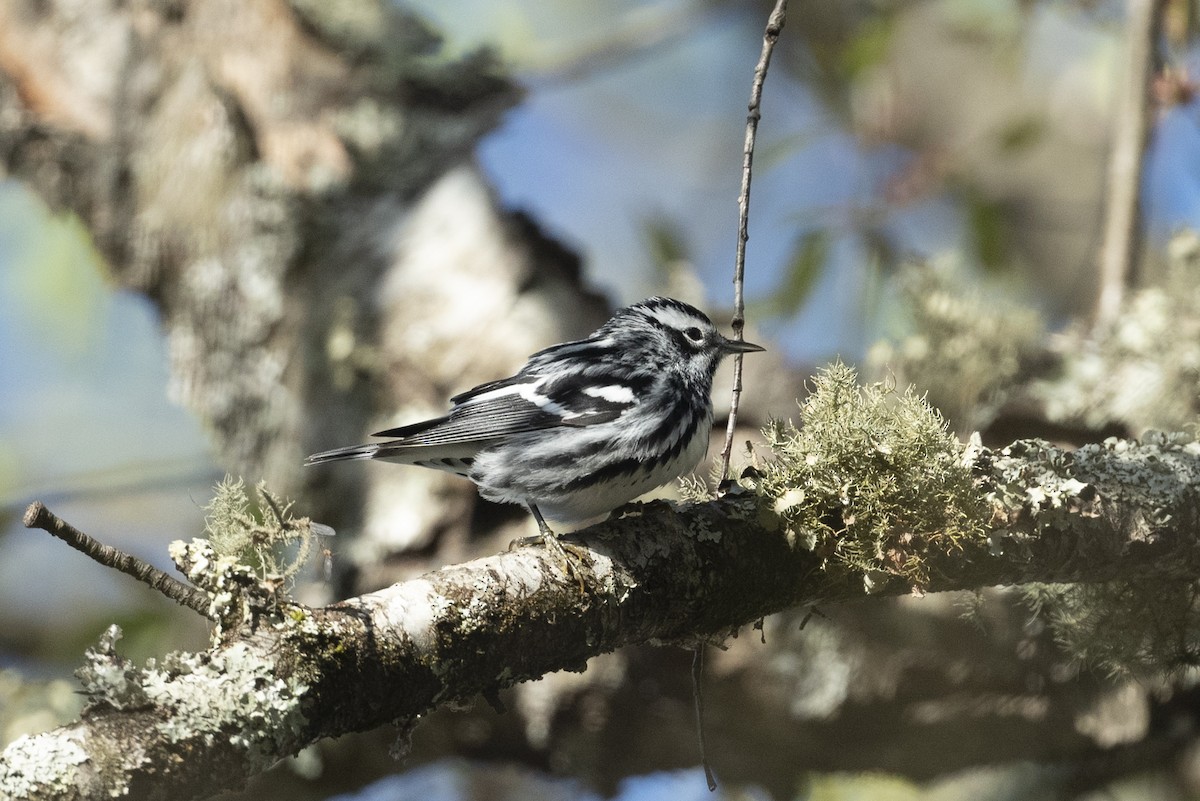 Black-and-white Warbler - ML617365798