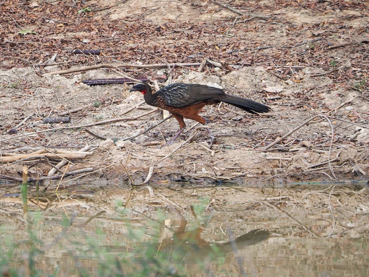 Chestnut-bellied Guan - Anonymous