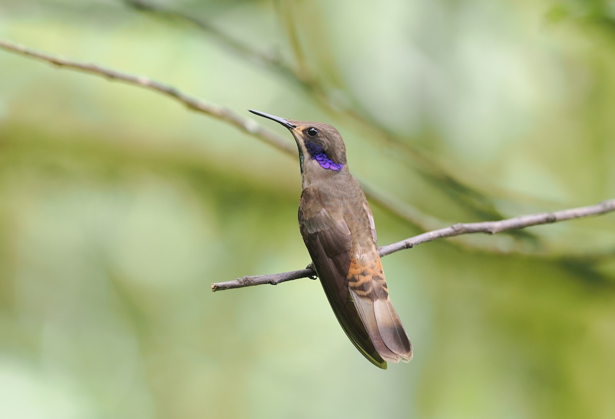 kolibřík fialovouchý - ML617365861