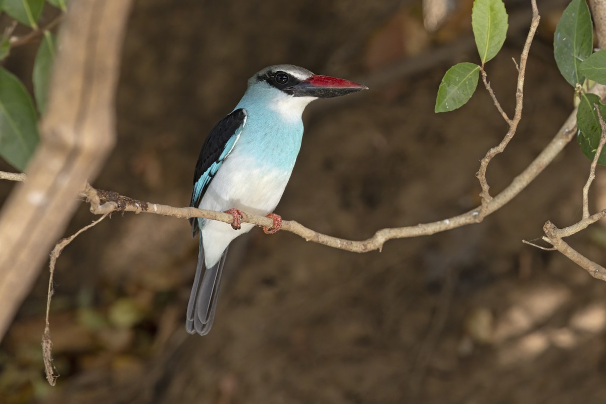 Blue-breasted Kingfisher - Marco Valentini