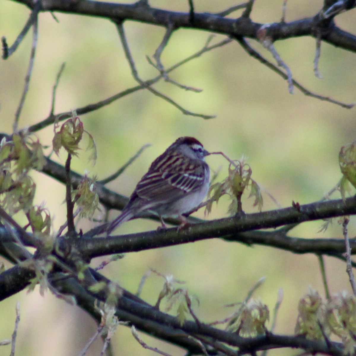 Chipping Sparrow - ML617365967