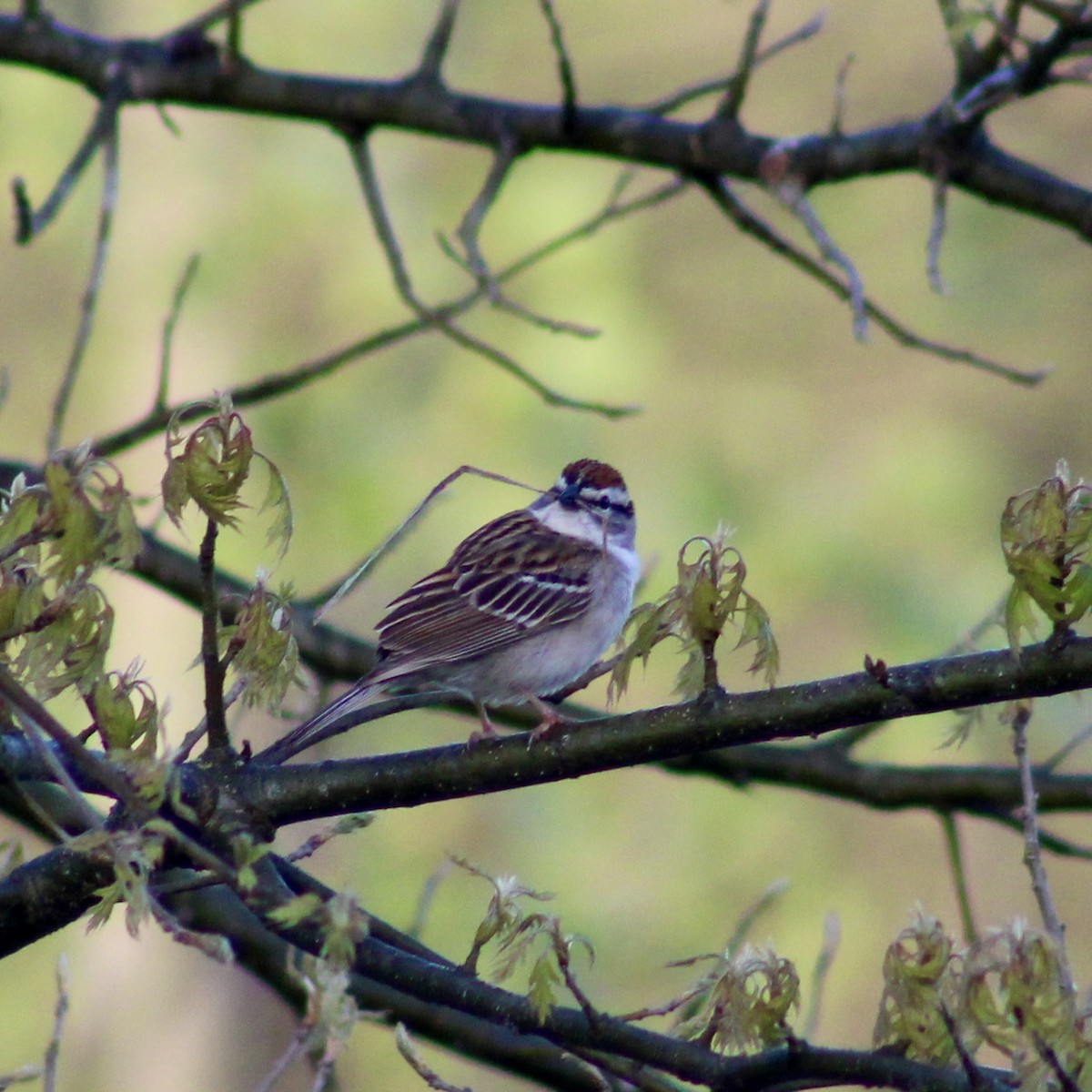 Chipping Sparrow - ML617365968
