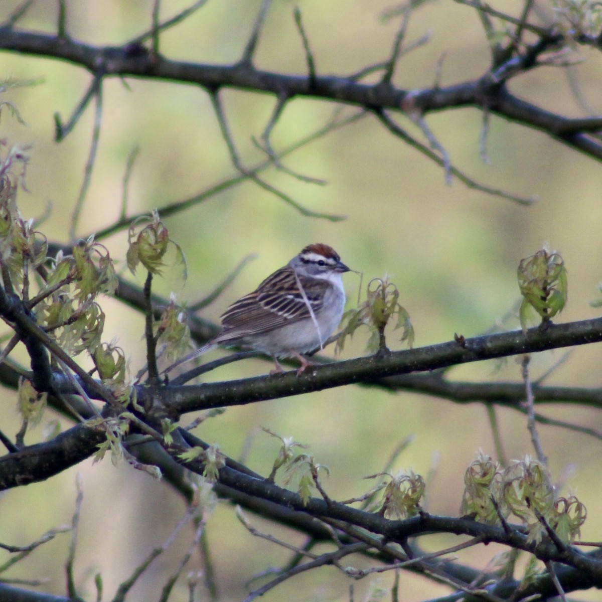 Chipping Sparrow - ML617365969