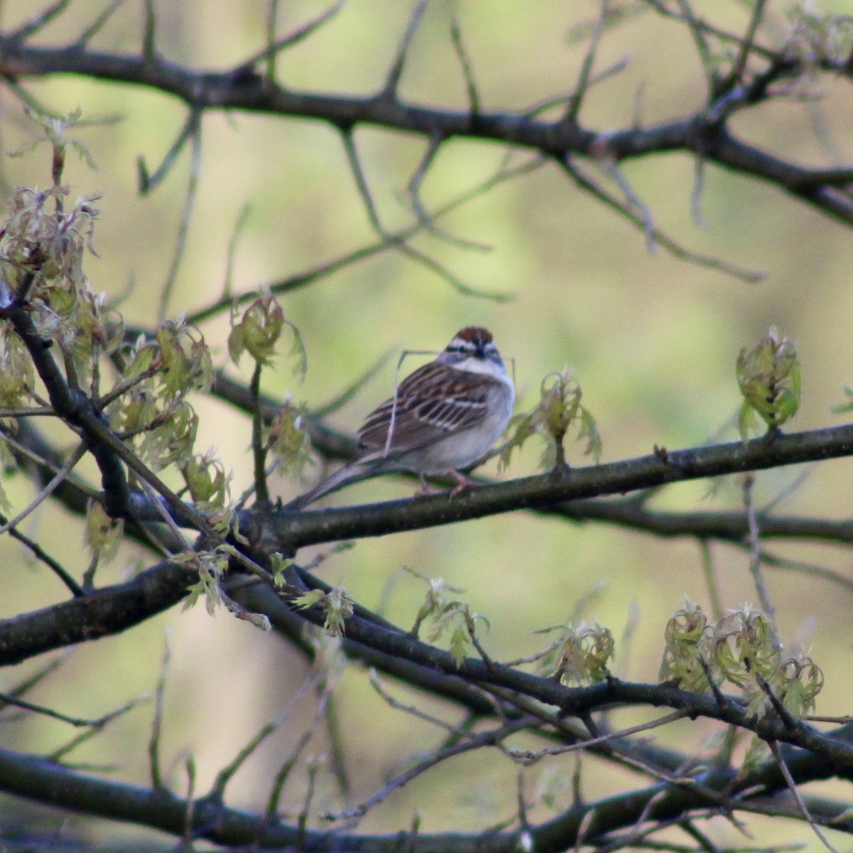 Chipping Sparrow - ML617365970
