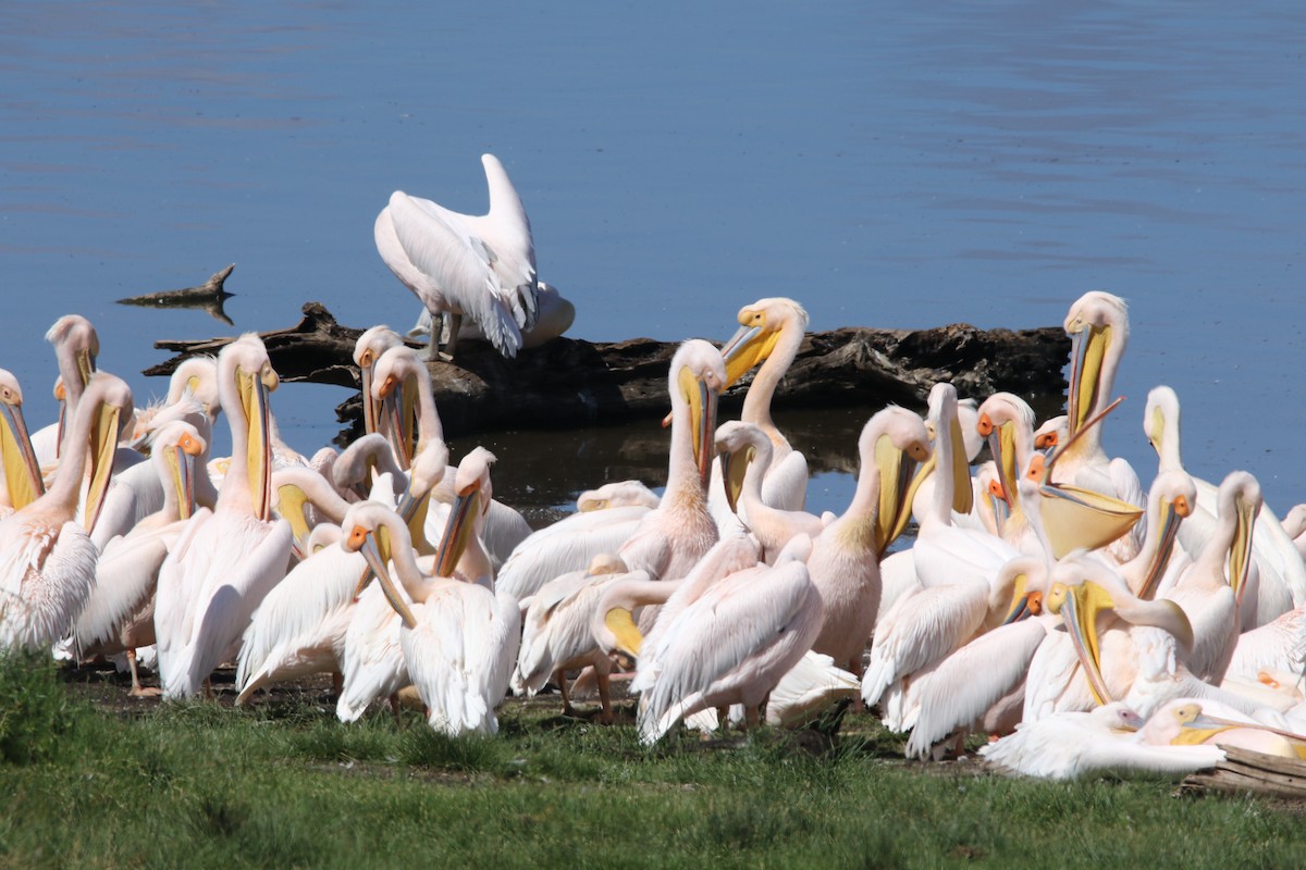 Great White Pelican - George Hicks