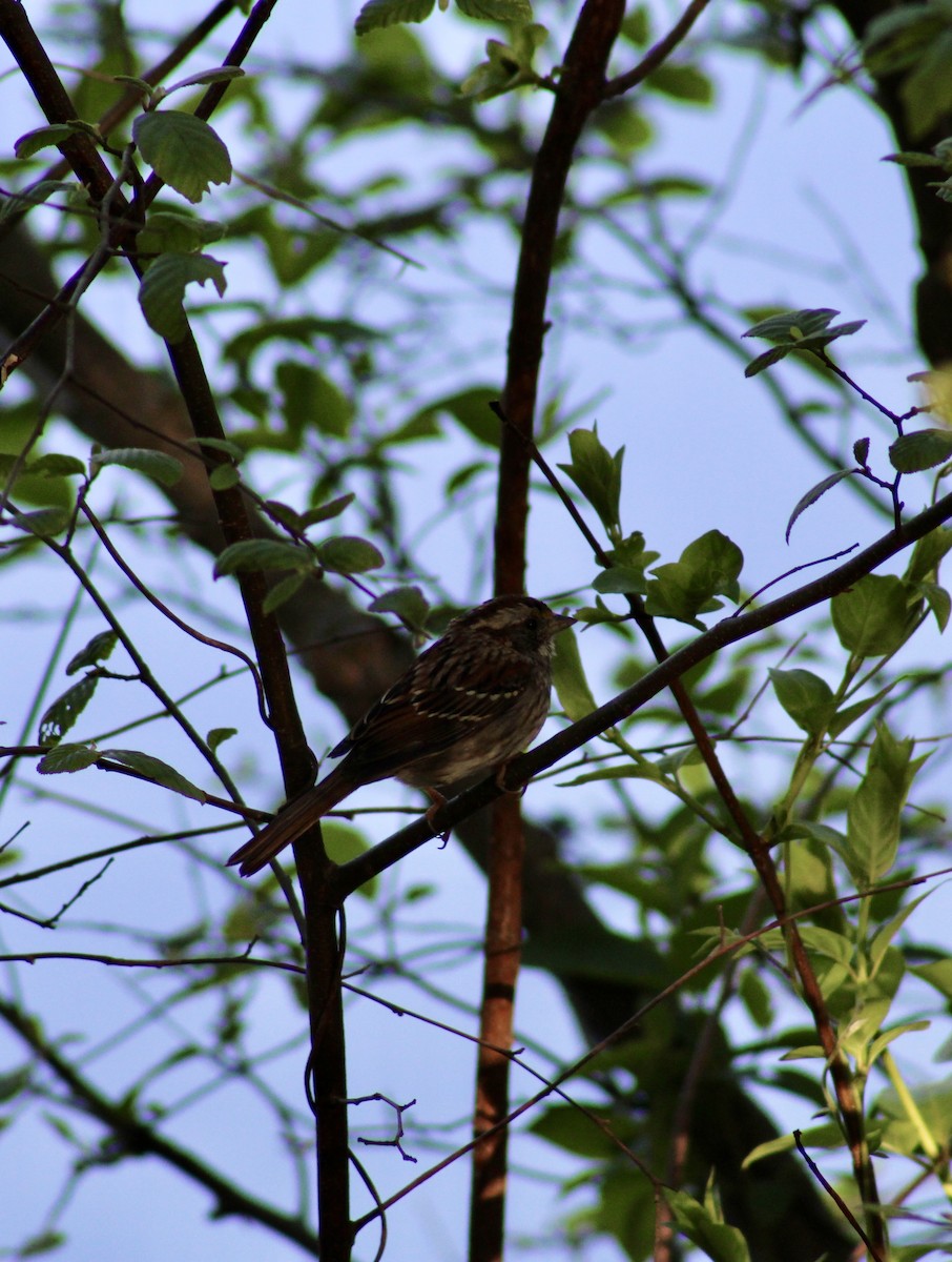White-throated Sparrow - Brandon Paugh