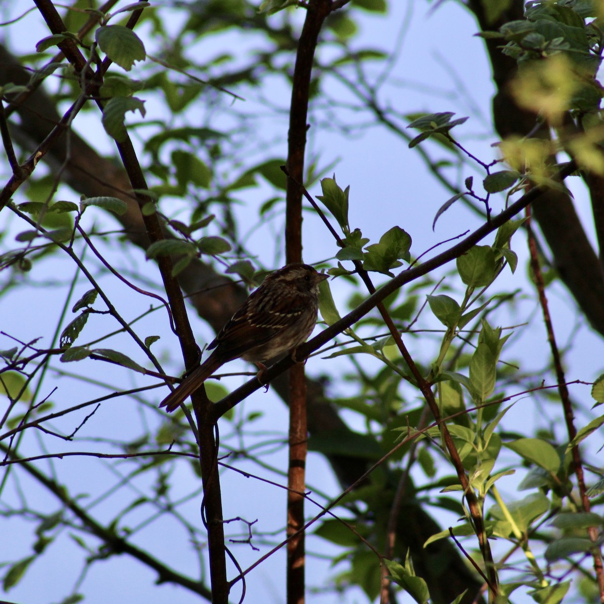 White-throated Sparrow - Brandon Paugh