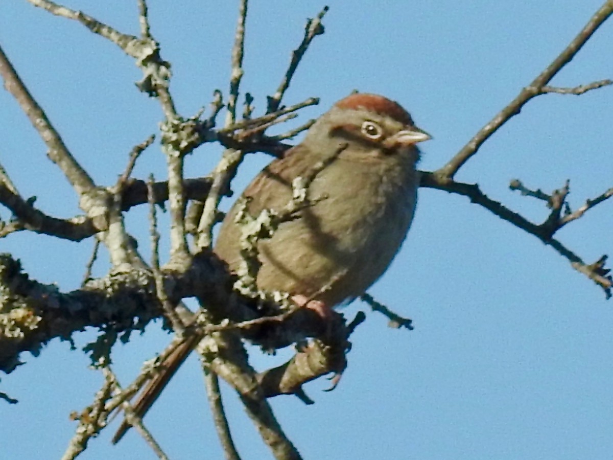 Rufous-crowned Sparrow - ML617365994