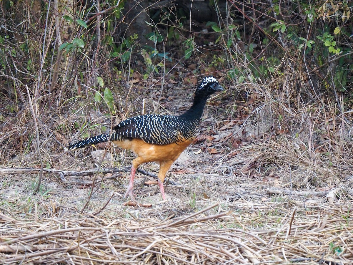 Bare-faced Curassow - ML617366005