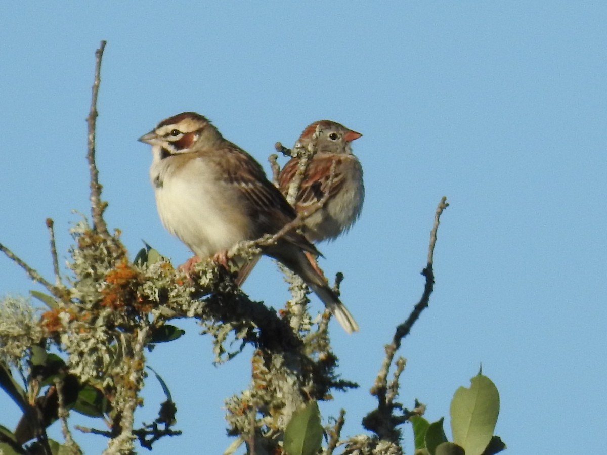 Rufous-crowned Sparrow - Wendi Leonard