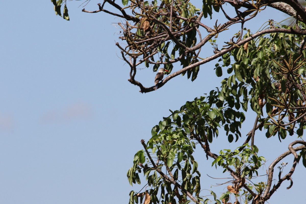 Gray-headed Kingfisher - ML617366021