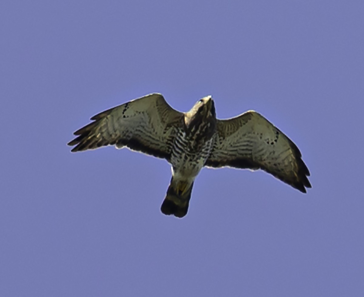 Broad-winged Hawk - ML617366032