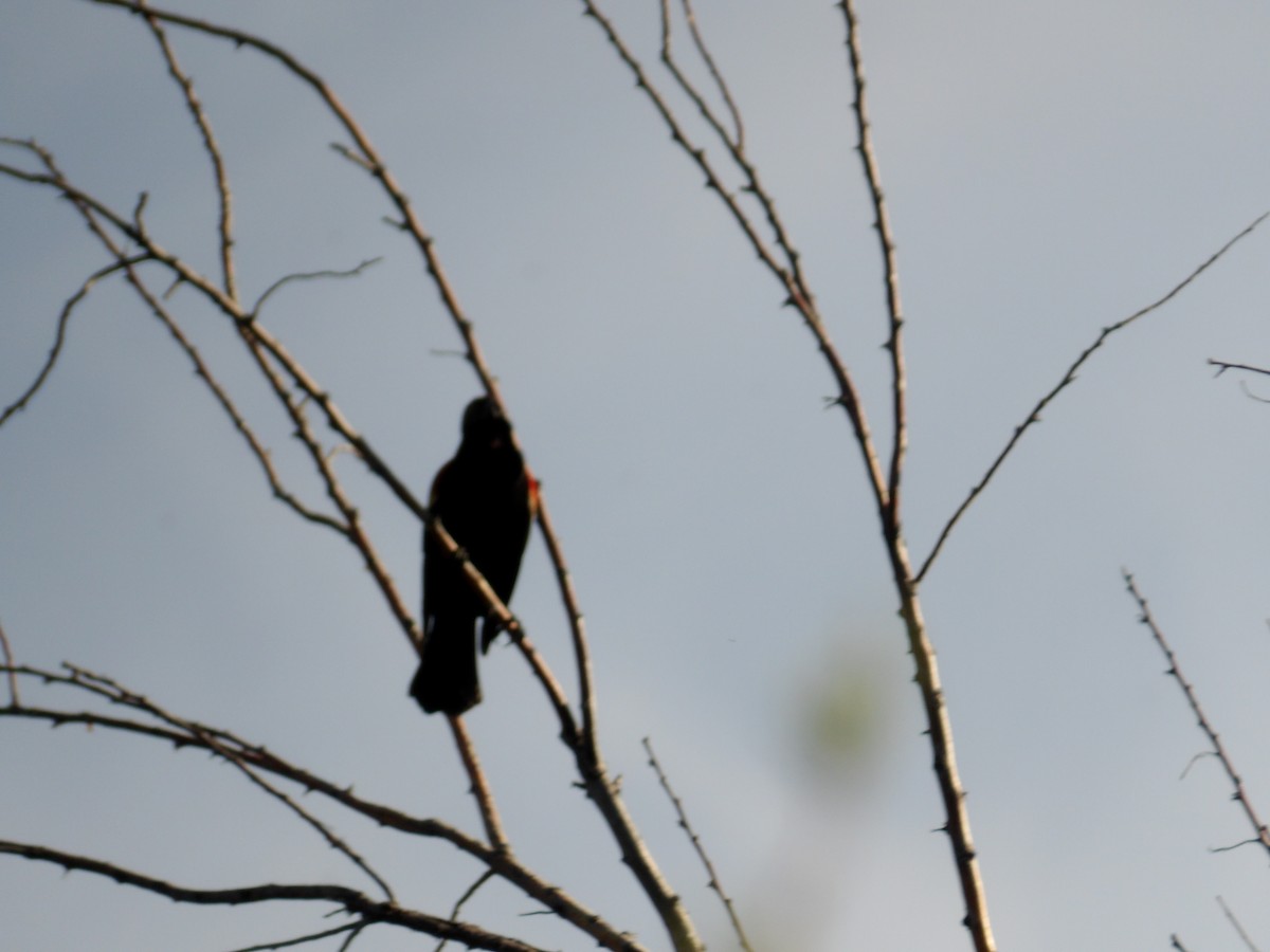 Red-winged Blackbird - ML617366066