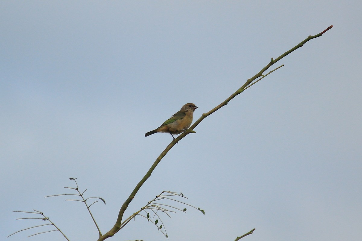 Burnished-buff Tanager - ML617366172