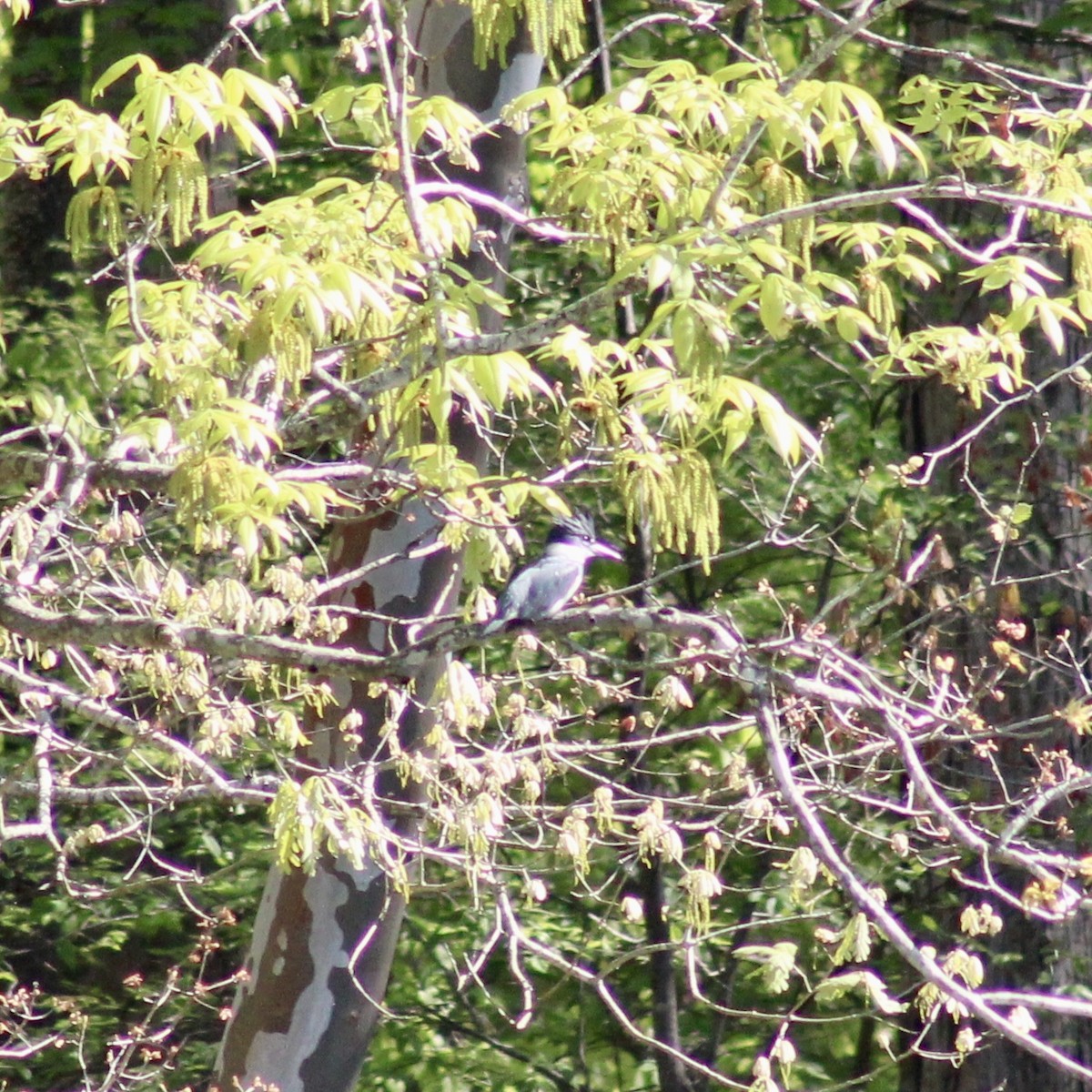 Belted Kingfisher - ML617366199