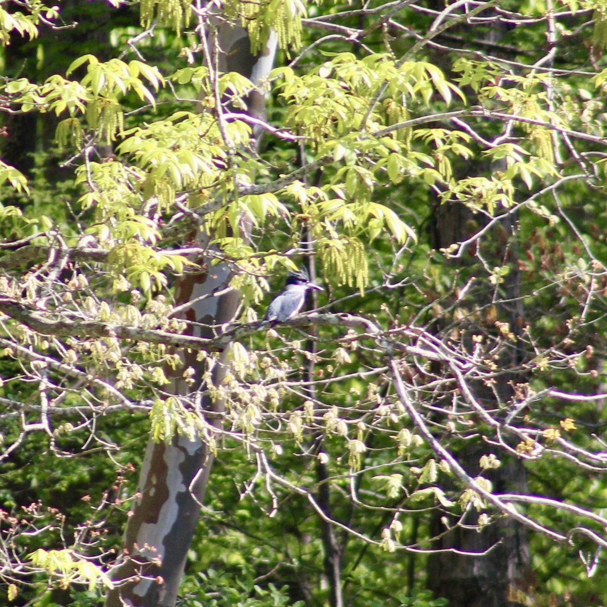 Belted Kingfisher - ML617366200