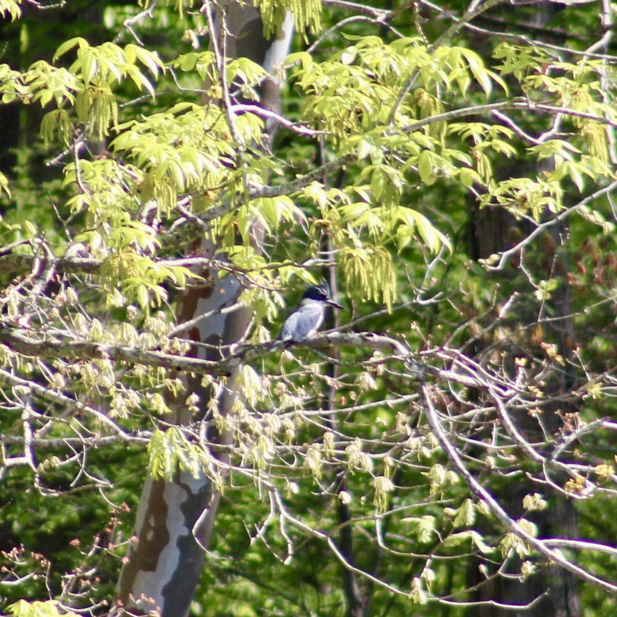 Belted Kingfisher - ML617366201