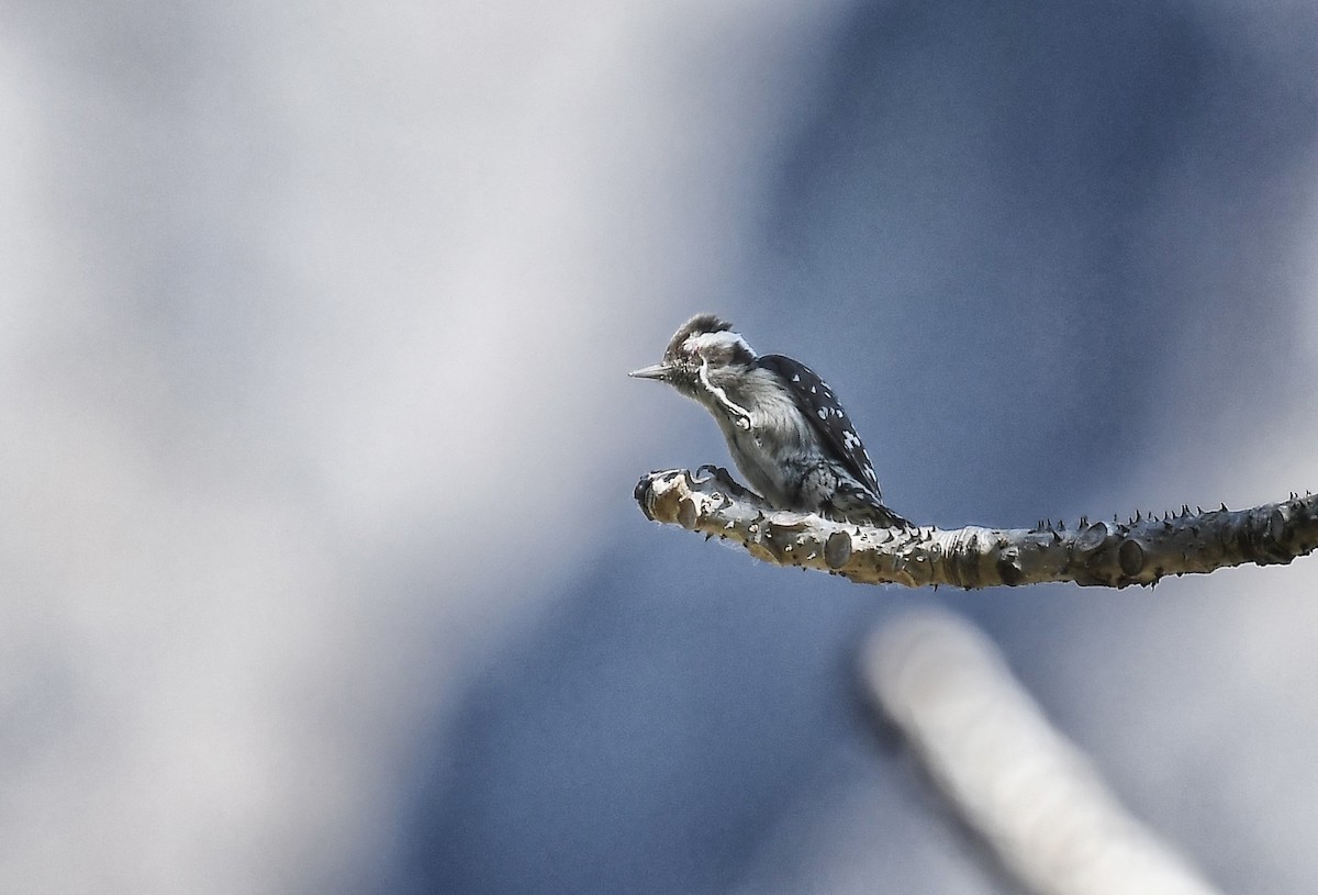 Brown-capped Pygmy Woodpecker - ML617366245