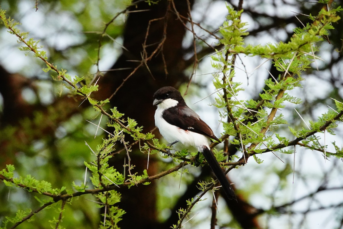 Long-tailed Fiscal - ML617366271